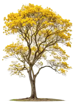 Imagen PNG para descargar